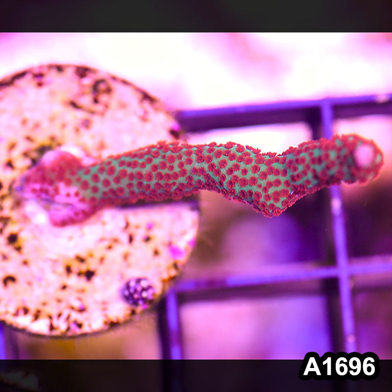 Item#A1696RW1696(S) WYSIWYG Indo Montipora Digitata Frag