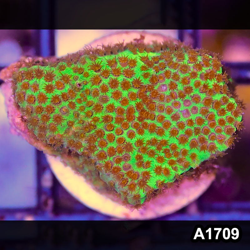Item#A1709RW1709(S) WYSIWYG Burning Banana Stylocoeniella Frag