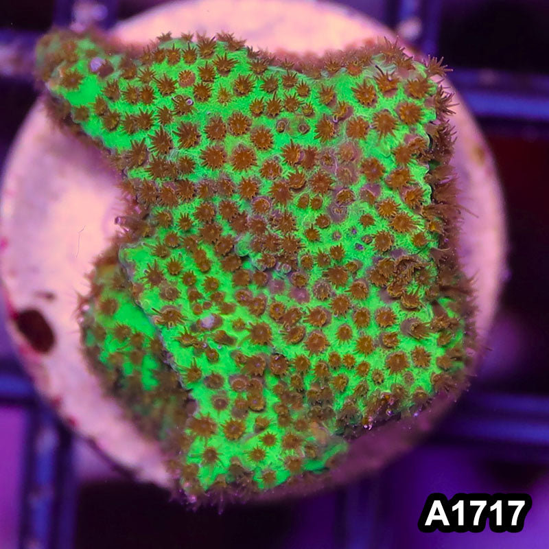 Item#A1717RW1717(S) WYSIWYG Burning Banana Stylocoeniella Frag