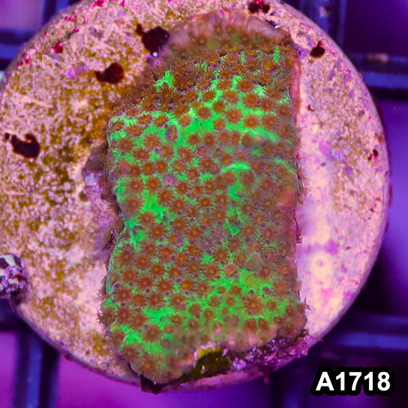 Item#A1718RW1718(S) WYSIWYG Burning Banana Stylocoeniella Frag