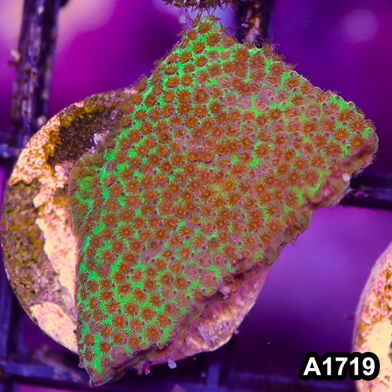 Item#A1719RW1719(S) WYSIWYG Burning Banana Stylocoeniella Frag