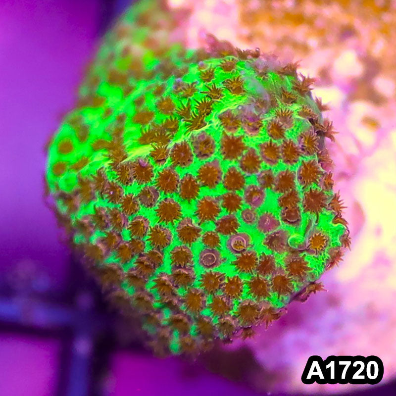 Item#A1720RW1720(S) WYSIWYG Burning Banana Stylocoeniella Frag