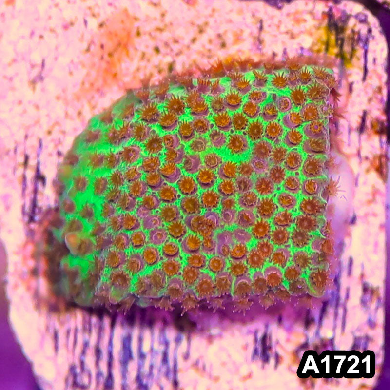 Item#A1721RW1721(S) WYSIWYG Burning Banana Stylocoeniella Frag