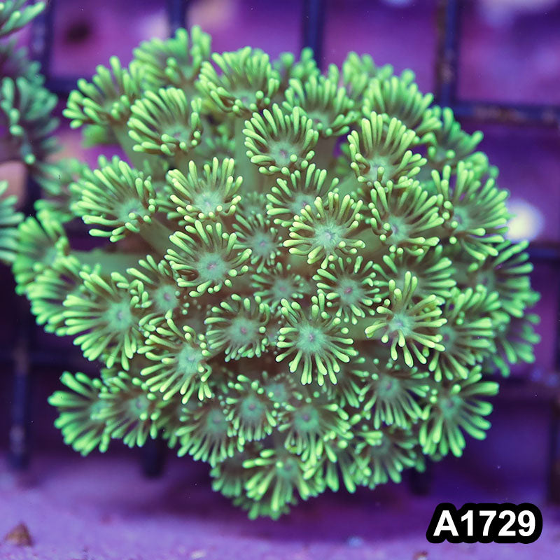 Item#A1729RW1729(M) WYSIWYG Indo Cultured Ultra Unique Goniopora