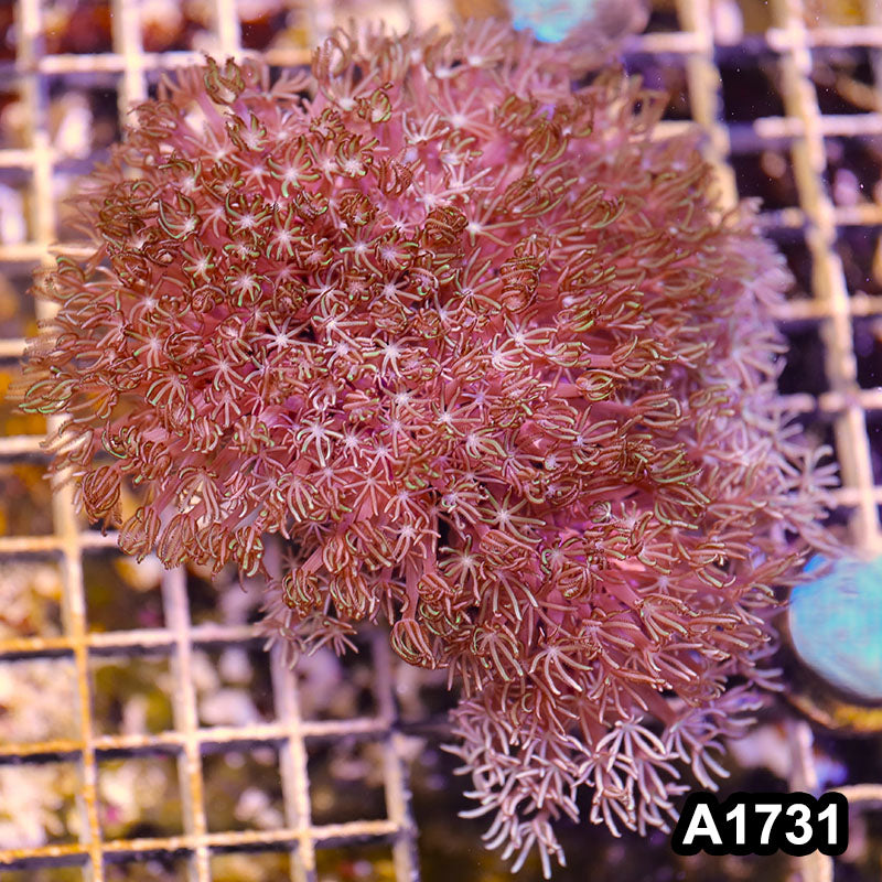 Item#A1731RW1731(L) WYSIWYG Indo Pipe Organ Colony