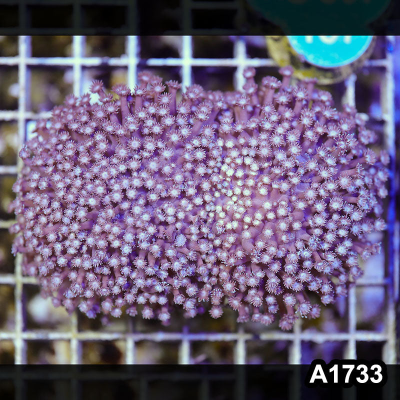Item#A1733RW1733(M) WYSIWYG Aussie Ultra Goniopora Colony