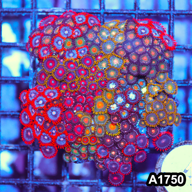 Item#A1750IN1750(M) WYSIWYG Ultra Mixed Zoanthid Combo