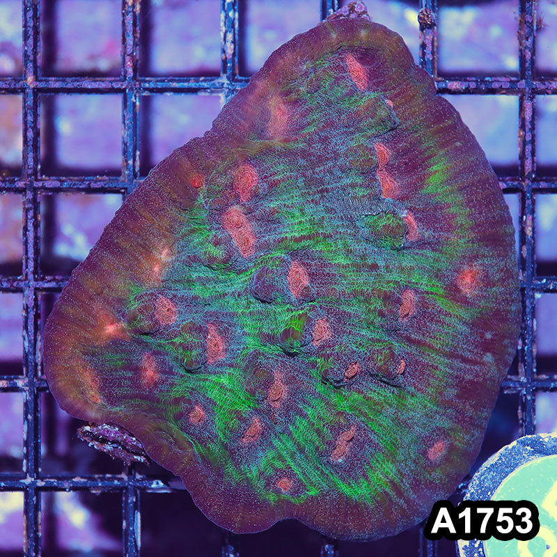 Item#A1753IN1753(M) WYSIWYG Indo Ultra Mycedium Chalice Mini Colony