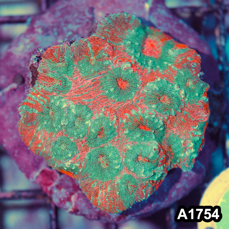 Item#A1754IN1754(M) WYSIWYG Indo Cultured Rainbow Chalice Colony
