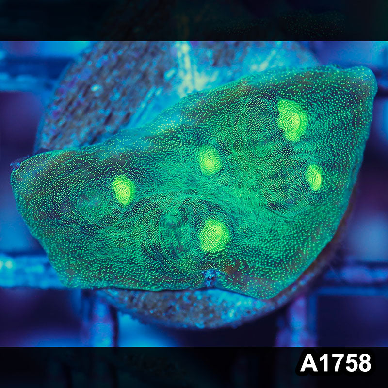 Item#A1758IN1758(S) WYSIWYG Indo Ultra Metalic Mycedium Chalice Frag