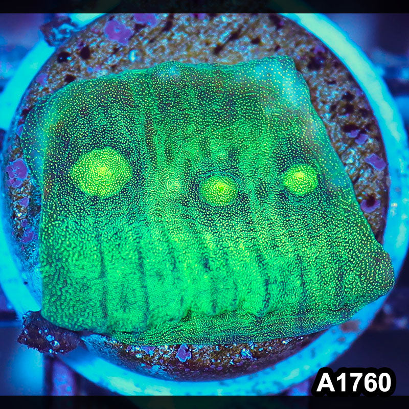 Item#A1760IN1760(S) WYSIWYG Indo Ultra Metalic Mycedium Chalice Frag