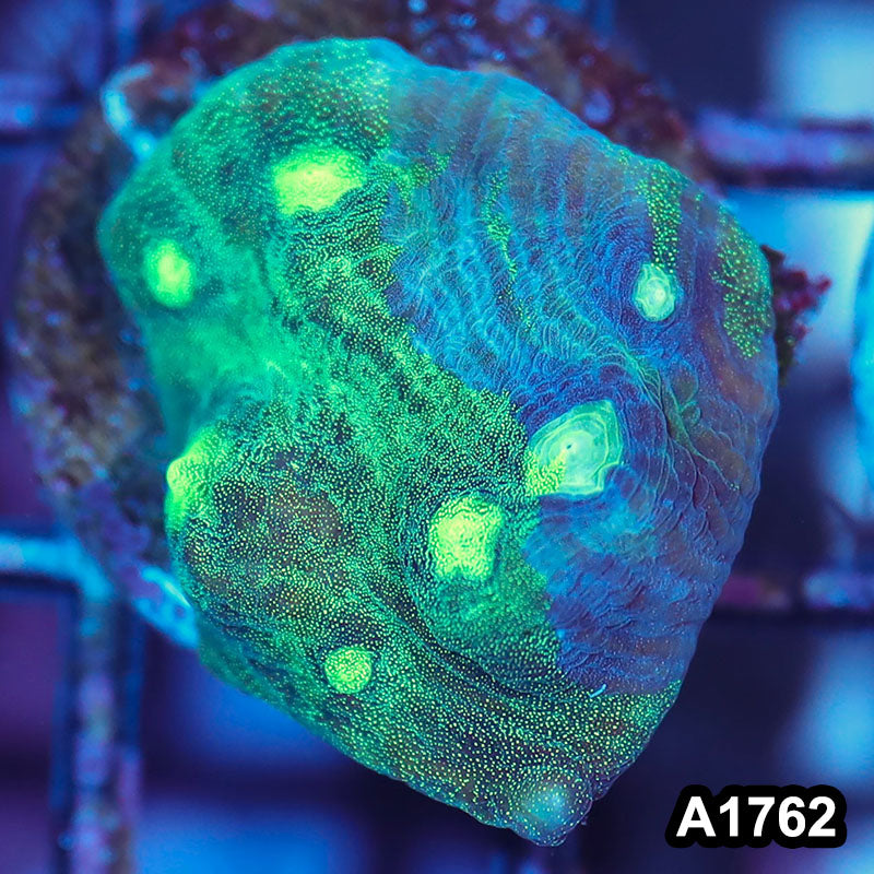 Item#A1762IN1762(S) WYSIWYG Indo Ultra Metalic Mycedium Chalice Frag