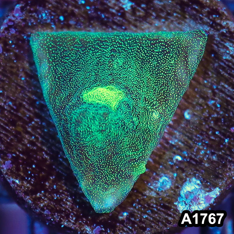 Item#A1767IN1767(S) WYSIWYG Indo Ultra Metalic Mycedium Chalice Frag