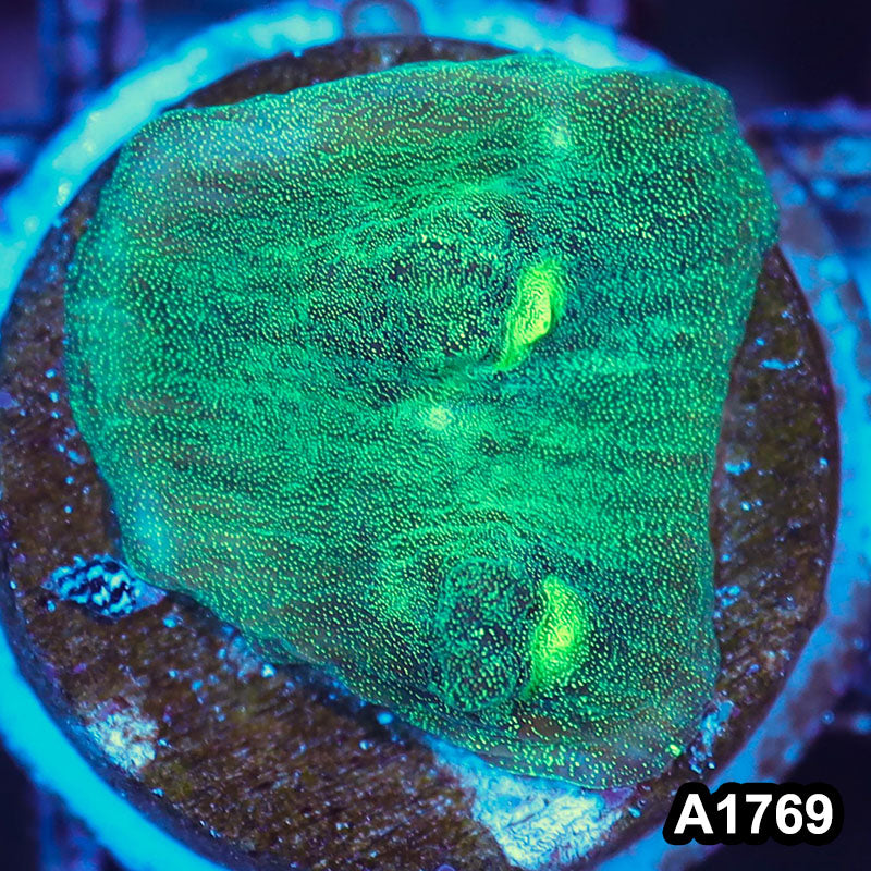 Item#A1769IN1769(S) WYSIWYG Indo Ultra Metalic Mycedium Chalice Frag