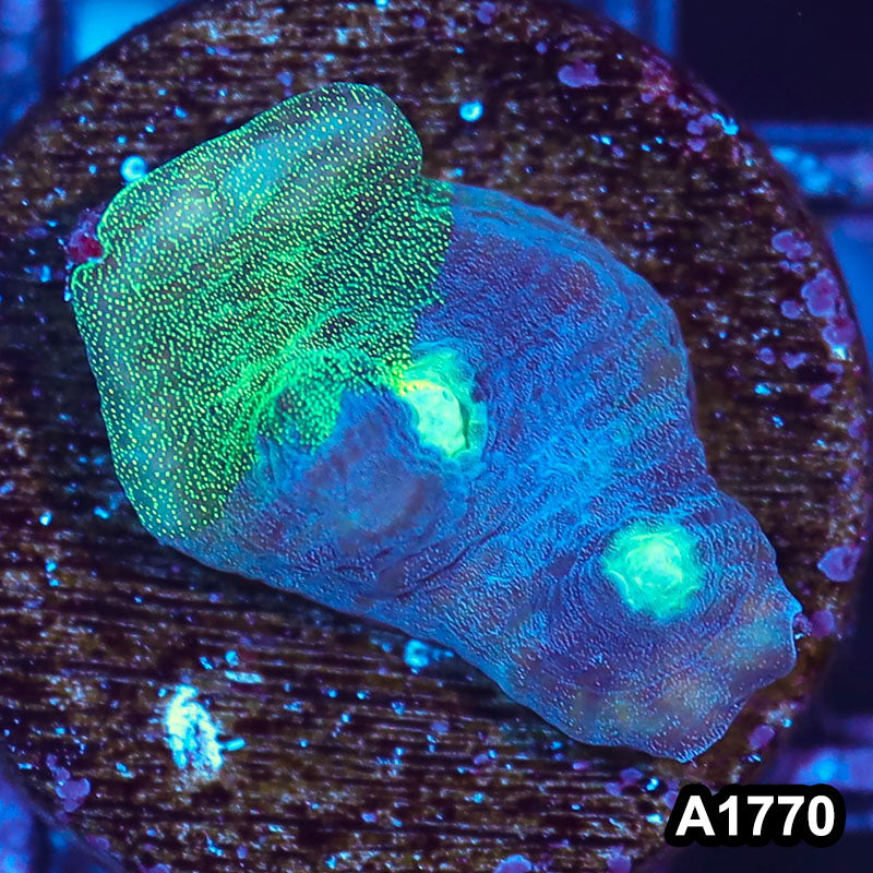 Item#A1770IN1770(S) WYSIWYG Indo Ultra Metalic Mycedium Chalice Frag