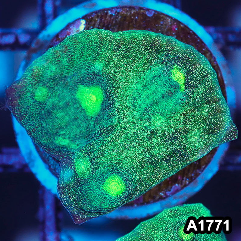 Item#A1771IN1771(S) WYSIWYG Indo Ultra Metalic Mycedium Chalice Frag