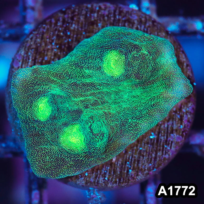 Item#A1772IN1772(S) WYSIWYG Indo Ultra Metalic Mycedium Chalice Frag