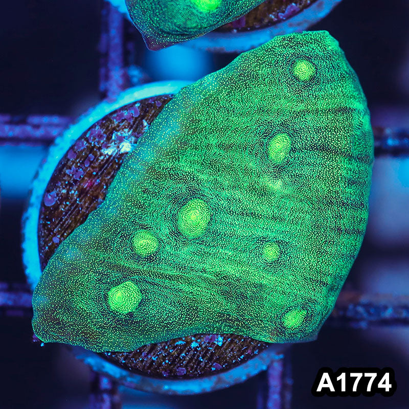 Item#A1774IN1774(S) WYSIWYG Indo Ultra Metalic Mycedium Chalice Frag