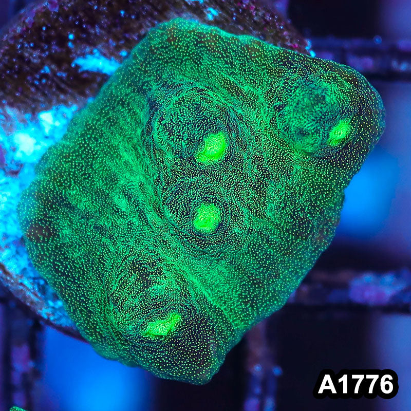 Item#A1776IN1776(S) WYSIWYG Indo Ultra Metalic Mycedium Chalice Frag