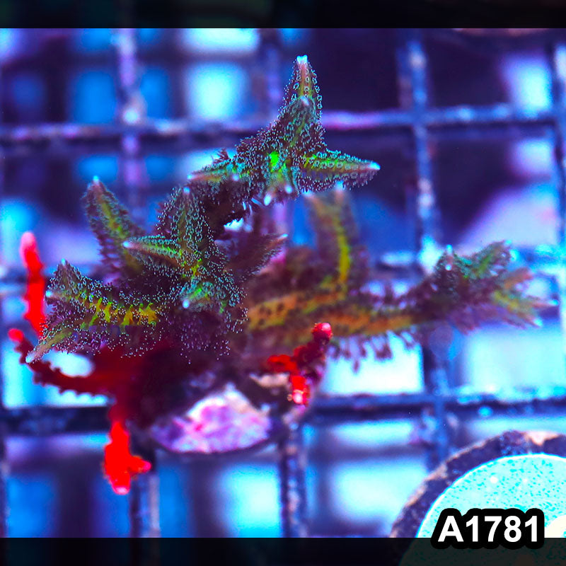 Item#A1781IN1781(S) WYSIWYG GRS Branching Montipora Birdsnest Combo Frag