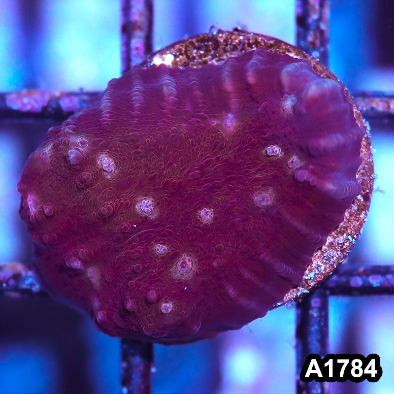 Item#A1784IN1784(S) WYSIWYG Indo Oxypora Chalice Frag