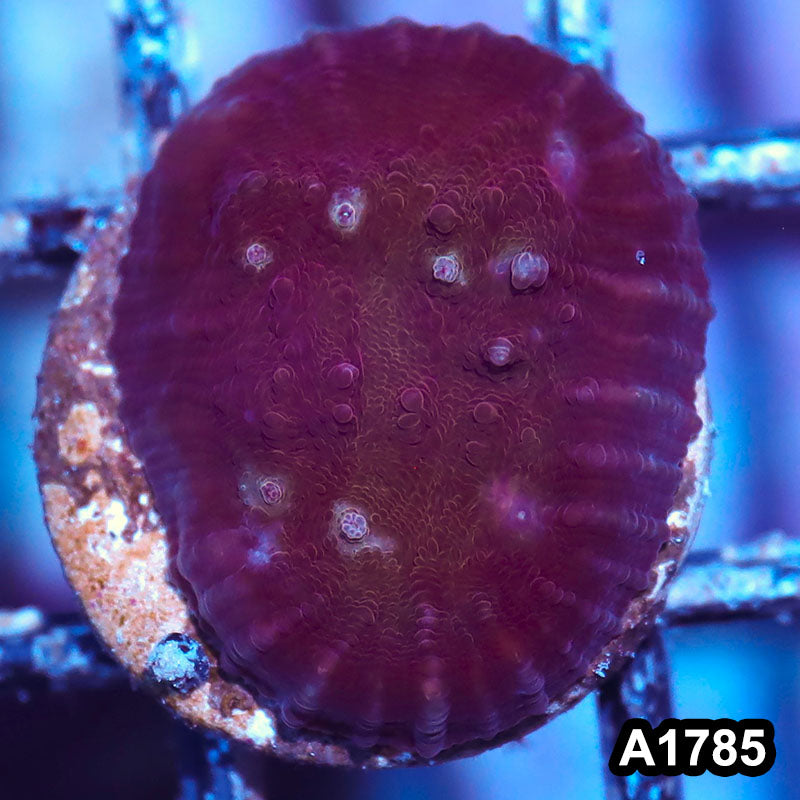 Item#A1785IN1785(S) WYSIWYG Indo Oxypora Chalice Frag