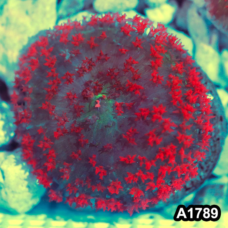 Item#A1789IN1789(M) WYSIWYG Florida Ultra Red St. Thomas Mushroom