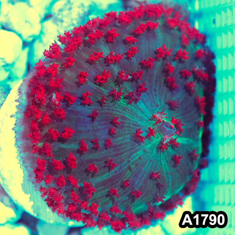 Item#A1790IN1790(M) WYSIWYG Florida Ultra Red St. Thomas Mushroom