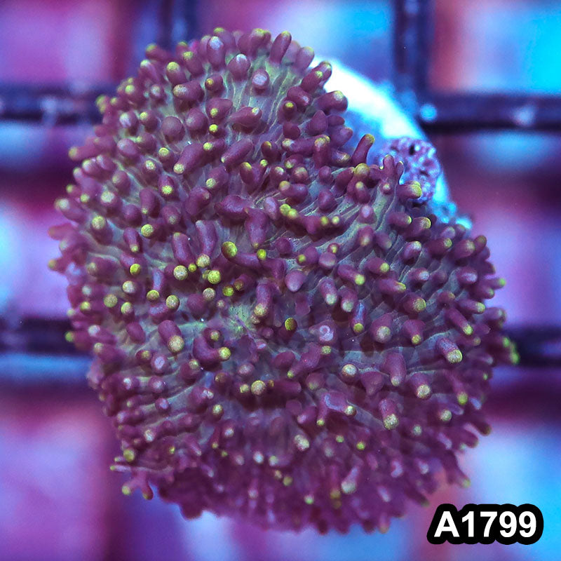 Item#A1799IN1799(S) WYSIWYG Vietnam Ultra Unique Hairy Mushroom