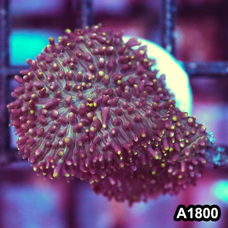 Item#A1800IN1800(S) WYSIWYG Vietnam Ultra Unique Hairy Mushroom