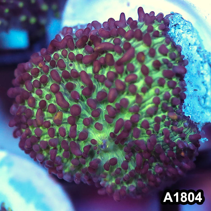 Item#A1804IN1804(S) WYSIWYG Vietnam Ultra Unique Hairy Mushroom
