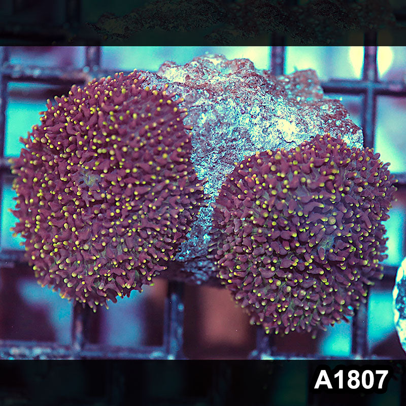 Item#A1807IN180(S) WYSIWYG Vietnam Ultra Unique Hairy Mushroom