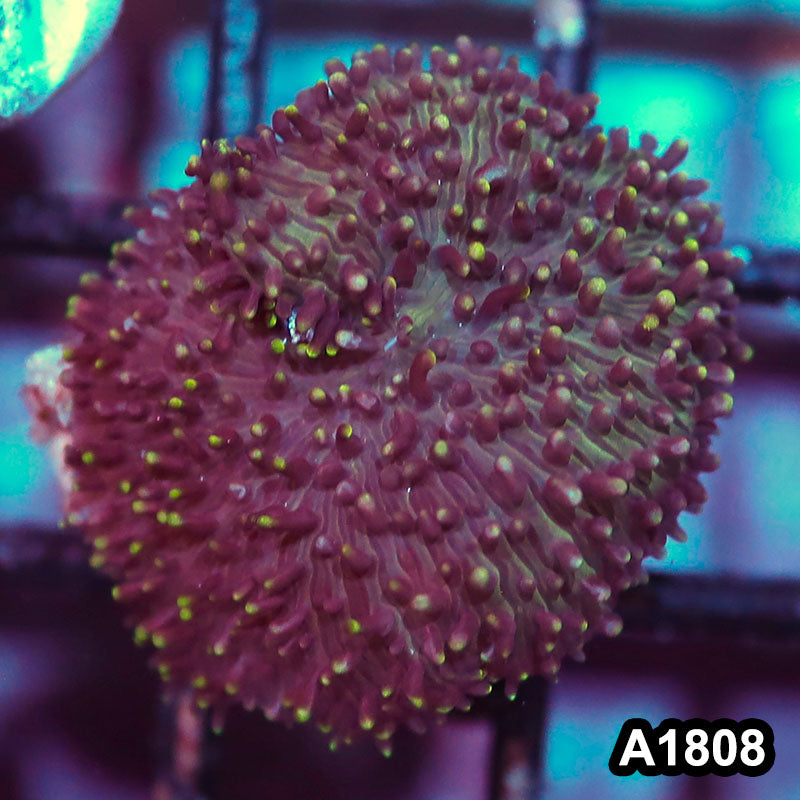 Item#A1808IN1808(S) WYSIWYG Vietnam Ultra Unique Hairy Mushroom