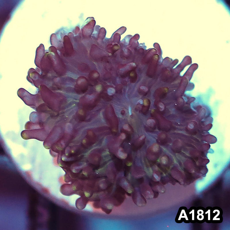Item#A1812IN1812(S) WYSIWYG Vietnam Ultra Unique Hairy Mushroom