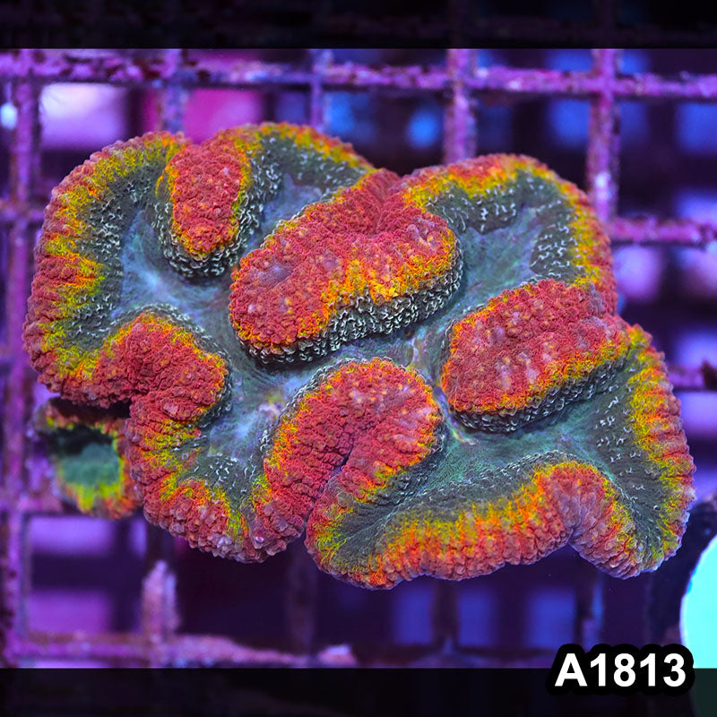 Item#A1813IN1813(M) WYSIWYG Aussie Rainbow Lobophyllia Colony