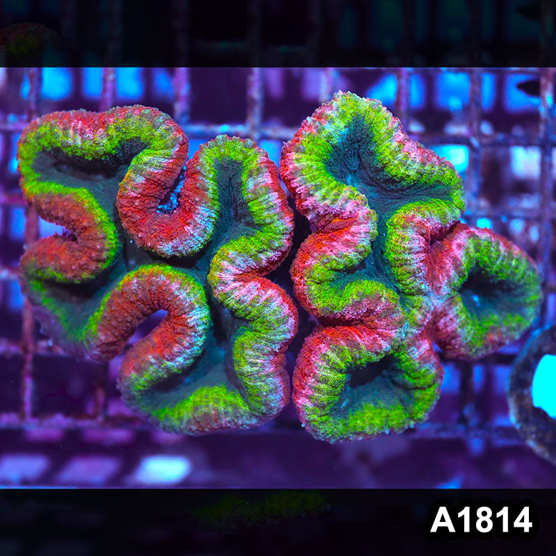 Item#A1814IN1814(L) WYSIWYG Aussie Rainbow Lobophyllia Colony