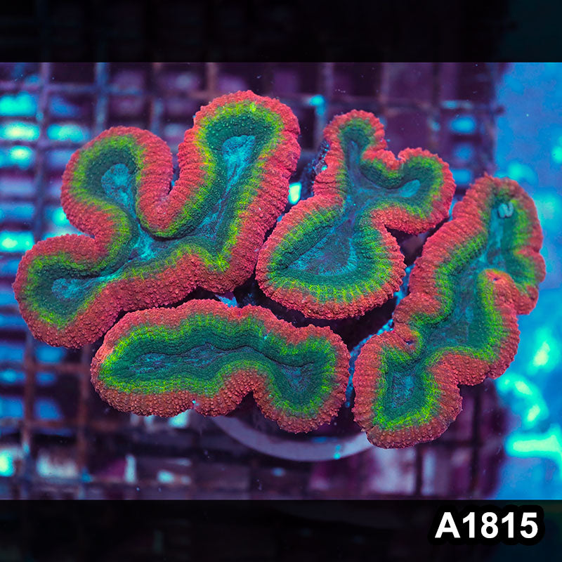 Item#A1815IN1815(L) WYSIWYG Aussie Rainbow Lobophyllia Colony