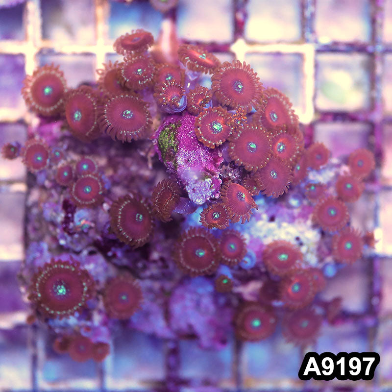 Item#A9197LP9197(M) WYSIWYG Indo Magician Zoanthid Colony