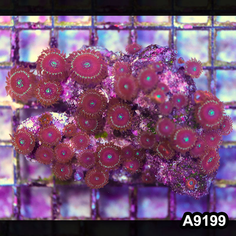 Item#A9199LP9199(M) WYSIWYG Indo Magician Zoanthid Colony