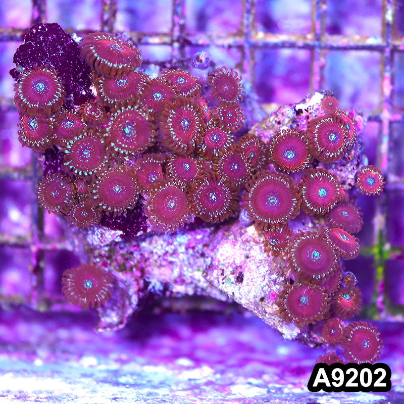 Item#A9202LP9202(M) WYSIWYG Indo Magician Zoanthid Colony