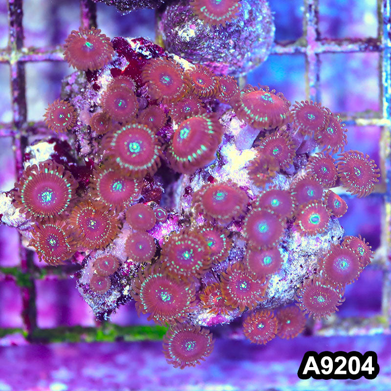 Item#A9204LP9204(M) WYSIWYG Indo Magician Zoanthid Colony