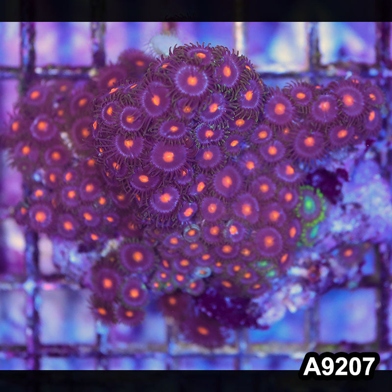 Item#A9207LP9207(M) WYSIWYG Indo Ultra Zoanthid Colony