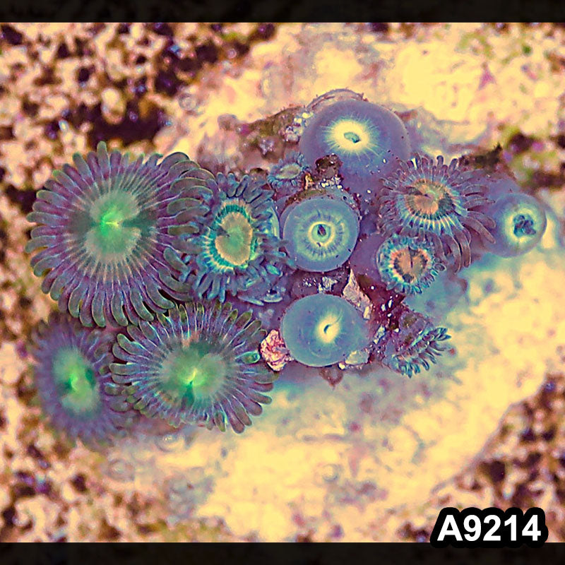 Item#A9214LP9214(S) WYSIWYG Vietnam Ultra Zoanthid Frag