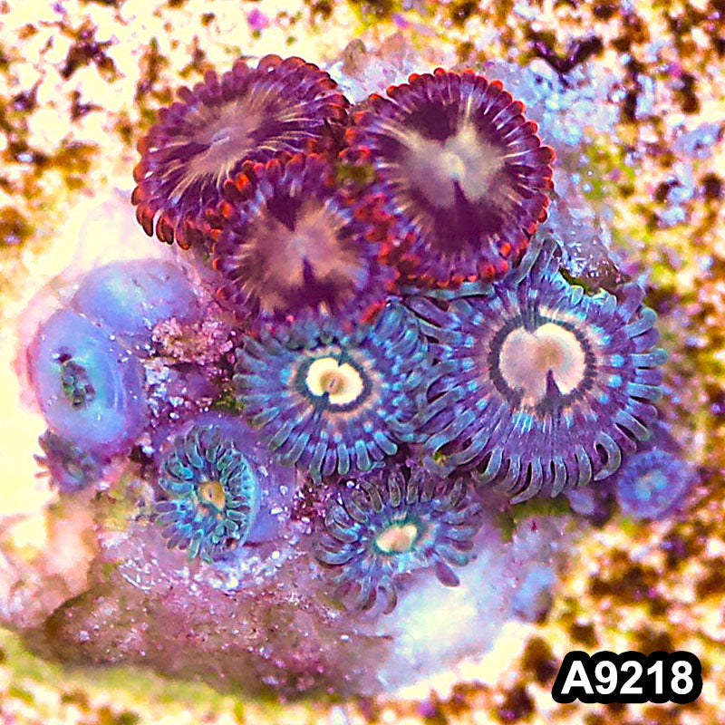 Item#A9218LP9218(S) WYSIWYG Vietnam Ultra Zoanthid Frag