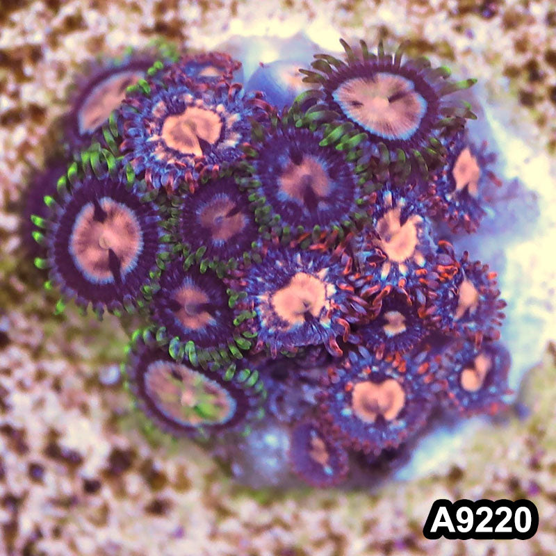 Item#A9220LP9220(S) WYSIWYG Vietnam Ultra Zoanthid Frag