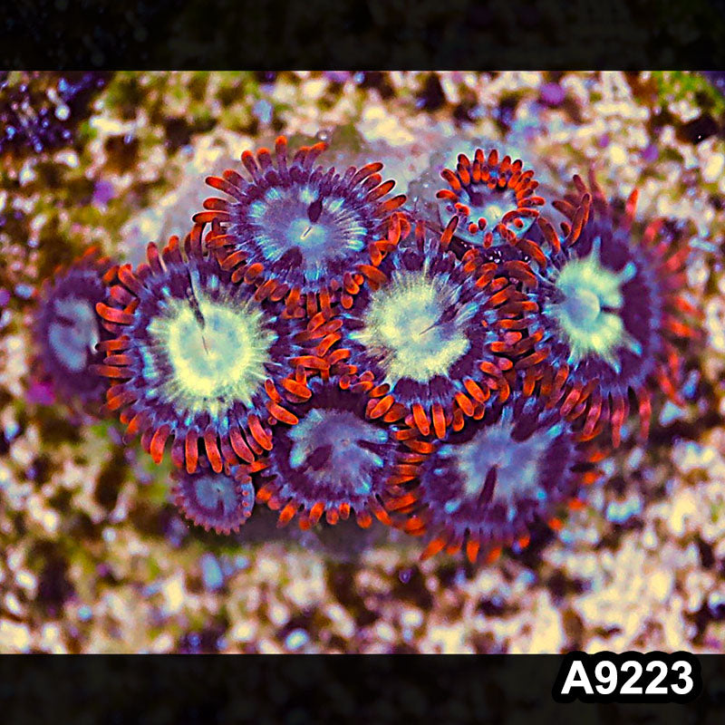 Item#A9223LP9223(S) WYSIWYG Vietnam Ultra Zoanthid Frag