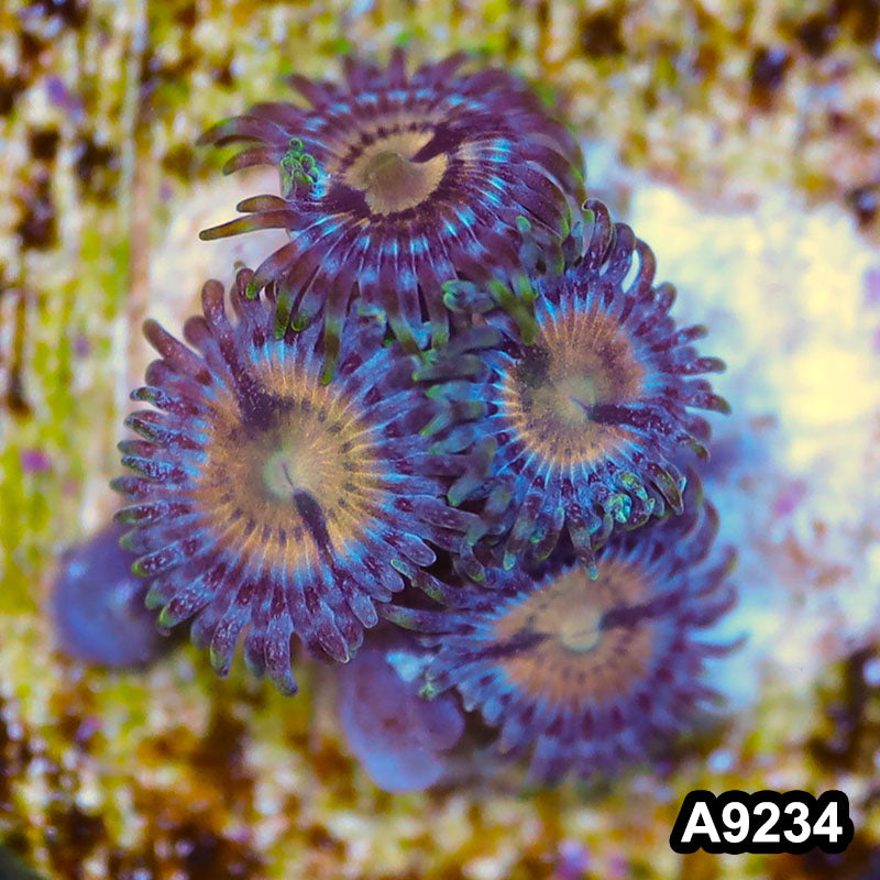 Item#A9234LP9234(S) WYSIWYG Vietnam Ultra Zoanthid Frag