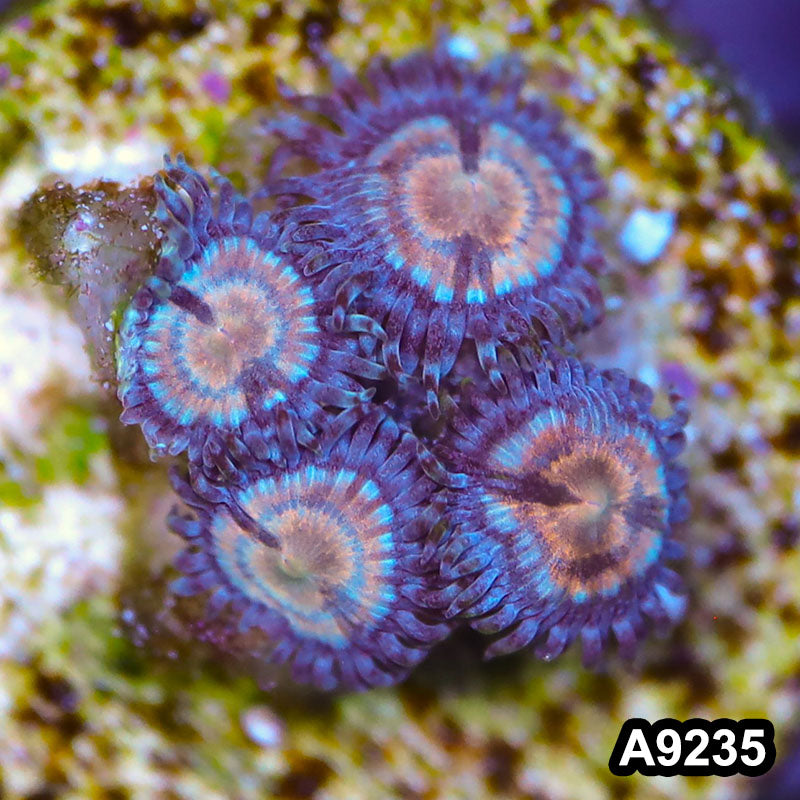 Item#A9235LP9235(S) WYSIWYG Vietnam Ultra Zoanthid Frag