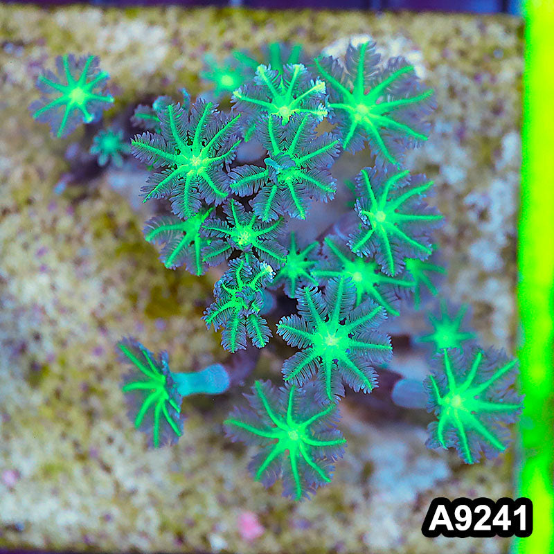 Item#A9241LP9241(S) WYSIWYG Indo Ultra Neon Clove Polyp Mini Colony