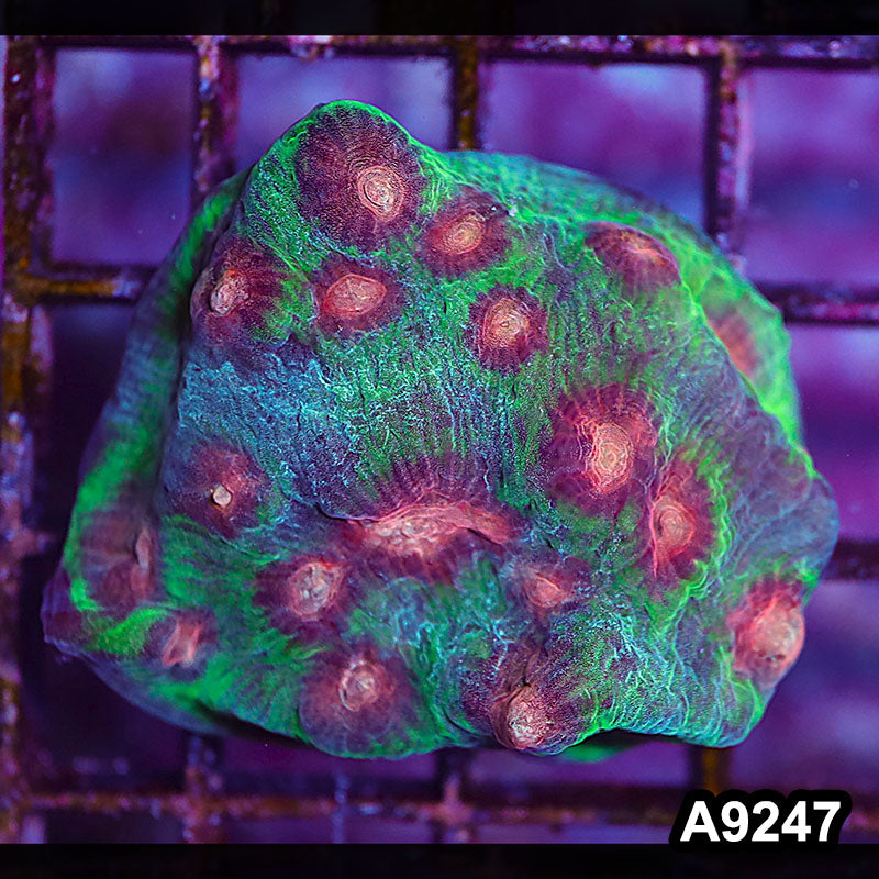 Item#A9247LP9247(S) WYSIWYG Indo Ultra Mycedium Chalice Large Frag